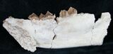 Oreodont (Merycoidodon gracilis) Jaw Section #8850-2